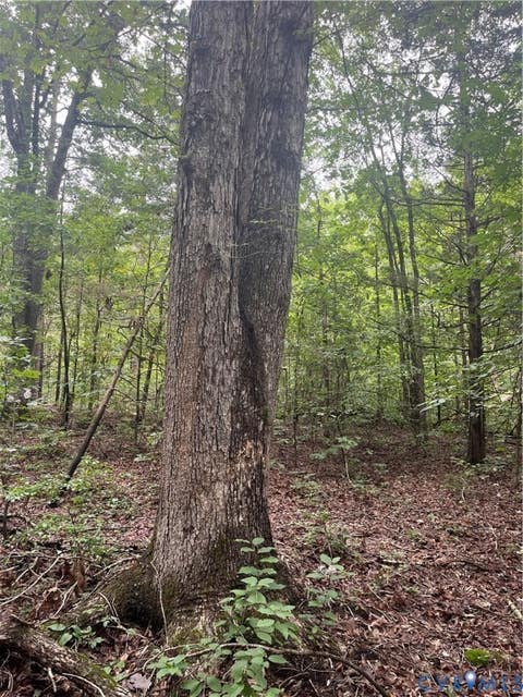 Tiny photo for TBD Francisco Lane, Crewe, VA 23930 (MLS # 2622396)