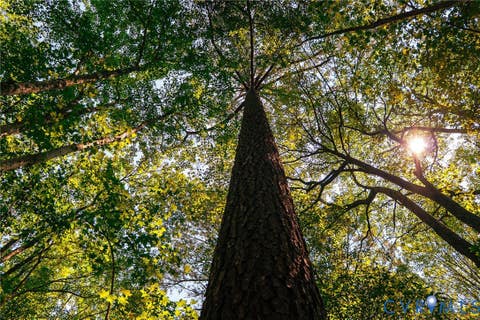 Tiny photo for 663.8 Acres Peach Road, Chesapeake, VA 23321 (MLS # 2619434)