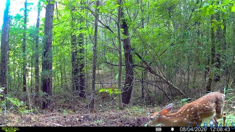 Tiny photo for 663.8 Acres Peach Road, Chesapeake, VA 23321 (MLS # 2619434)