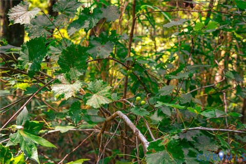 Tiny photo for 663.8 Acres Peach Road, Chesapeake, VA 23321 (MLS # 2619434)