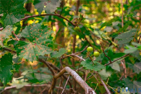 Tiny photo for 663.8 Acres Peach Road, Chesapeake, VA 23321 (MLS # 2619434)