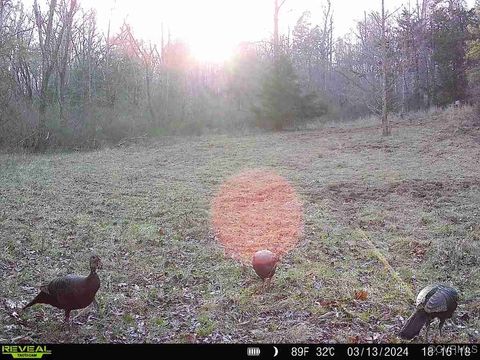 Tiny photo for 1840 Ed Jones Road, Scottsville, VA 24590 (MLS # 2519245)