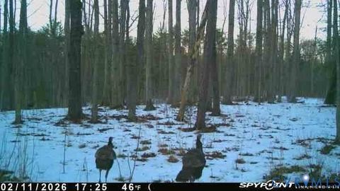 Tiny photo for 0 Davis Mill Road, Goochland, VA 23063 (MLS # 2616475)