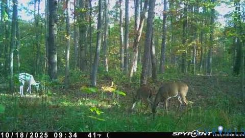 Tiny photo for 0 Davis Mill Road, Goochland, VA 23063 (MLS # 2616475)