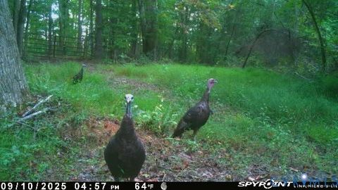 Tiny photo for 0 Davis Mill Road, Goochland, VA 23063 (MLS # 2616475)