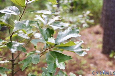 Tiny photo for 0 Johnson Road, Mineral, VA 23117 (MLS # 2618814)