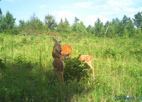 Tiny photo for 12.66 Acres (Off Of) Waqua Creek Road, Rawlings, VA 23876 (MLS # 2606037)