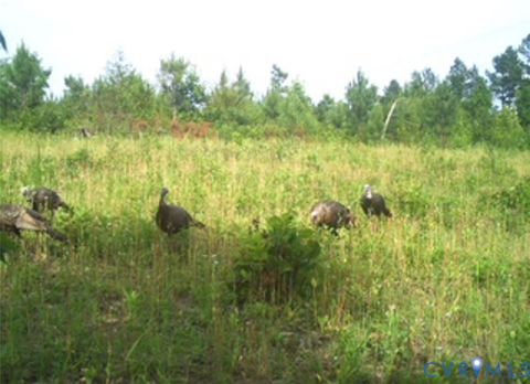 Tiny photo for 12.66 Acres (Off Of) Waqua Creek Road, Rawlings, VA 23876 (MLS # 2606037)