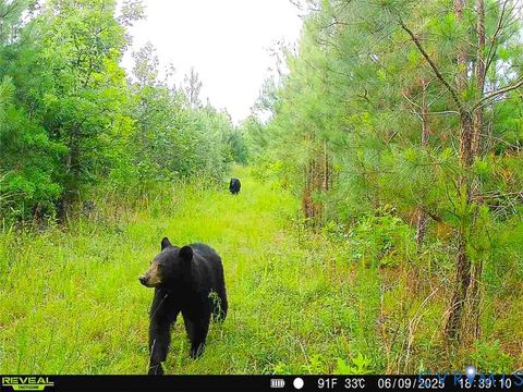 Tiny photo for 12.66 Acres (Off Of) Waqua Creek Road, Rawlings, VA 23876 (MLS # 2606037)