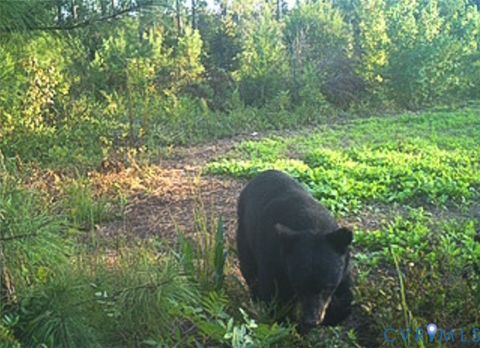 Tiny photo for 12.66 Acres (Off Of) Waqua Creek Road, Rawlings, VA 23876 (MLS # 2606037)