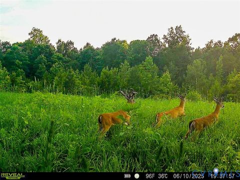 Tiny photo for 12.66 Acres (Off Of) Waqua Creek Road, Rawlings, VA 23876 (MLS # 2606037)