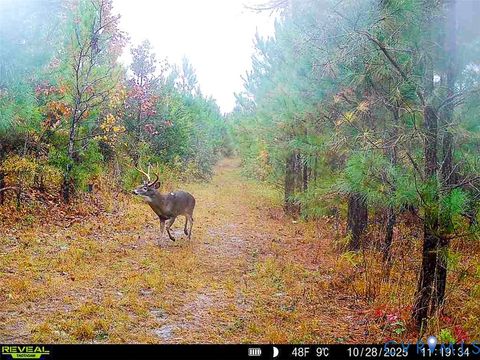 Tiny photo for 12.66 Acres (Off Of) Waqua Creek Road, Rawlings, VA 23876 (MLS # 2606037)