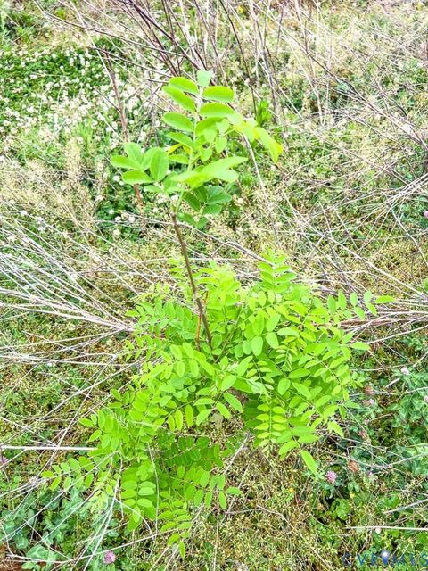 Tiny photo for 103.48 Acres Twilight Road, Sugar Grove, VA 24375 (MLS # 2613535)