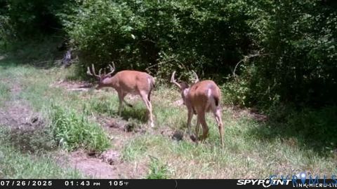 Tiny photo for 0 Courthouse Road, Louisa, VA 23093 (MLS # 2611537)