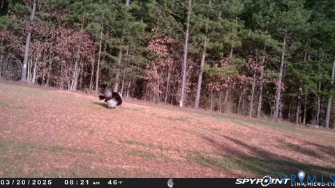 Tiny photo for 0 Courthouse Road, Louisa, VA 23093 (MLS # 2611537)