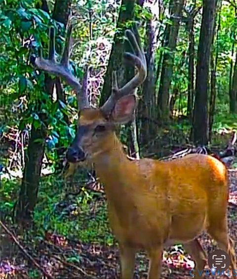 Tiny photo for Stuart, VA 24171 (MLS # 2530633)