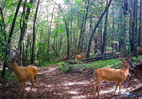 Tiny photo for Stuart, VA 24171 (MLS # 2530633)