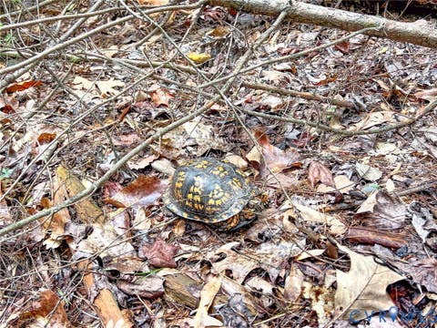 Tiny photo for 25.5 Acres Ladysmith Road, Ruther Glen, VA 22546 (MLS # 2620997)