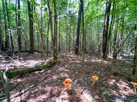 Tiny photo for 25.5 Acres Ladysmith Road, Ruther Glen, VA 22546 (MLS # 2620997)