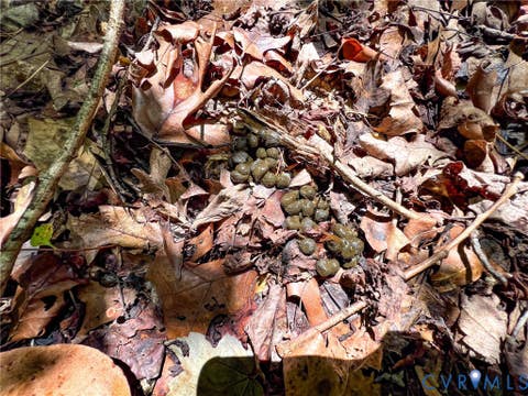 Tiny photo for 25.5 Acres Ladysmith Road, Ruther Glen, VA 22546 (MLS # 2620997)