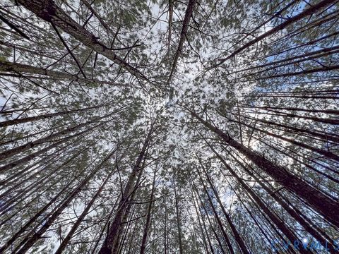 Tiny photo for 116.32 Acres Gilliam Mill Road, Dillwyn, VA 23936 (MLS # 2610794)