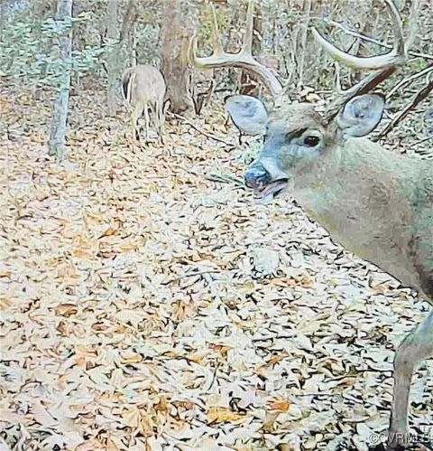 Tiny photo for 0 Proffits Road, Louisa, VA 23093 (MLS # 2508575)