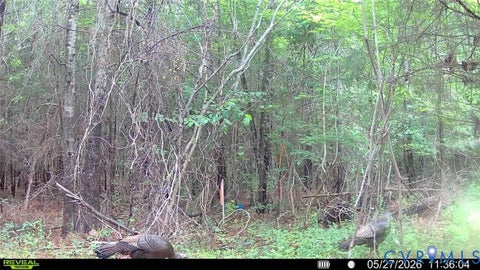 Tiny photo for n/a Doswell Town rd, Lunenburg, VA 23952 (MLS # 2619484)
