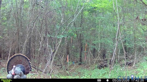 Tiny photo for n/a Doswell Town rd, Lunenburg, VA 23952 (MLS # 2619484)