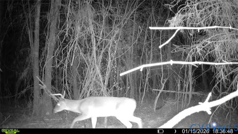 Tiny photo for n/a Doswell Town rd, Lunenburg, VA 23952 (MLS # 2619484)