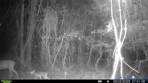 Tiny photo for n/a Doswell Town rd, Lunenburg, VA 23952 (MLS # 2619484)