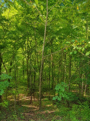 SHORESIDE DR, SMITHVILLE, TN 37166 - Image 02503cc960dbbb1f2bab0cdaa64362a1/674344757