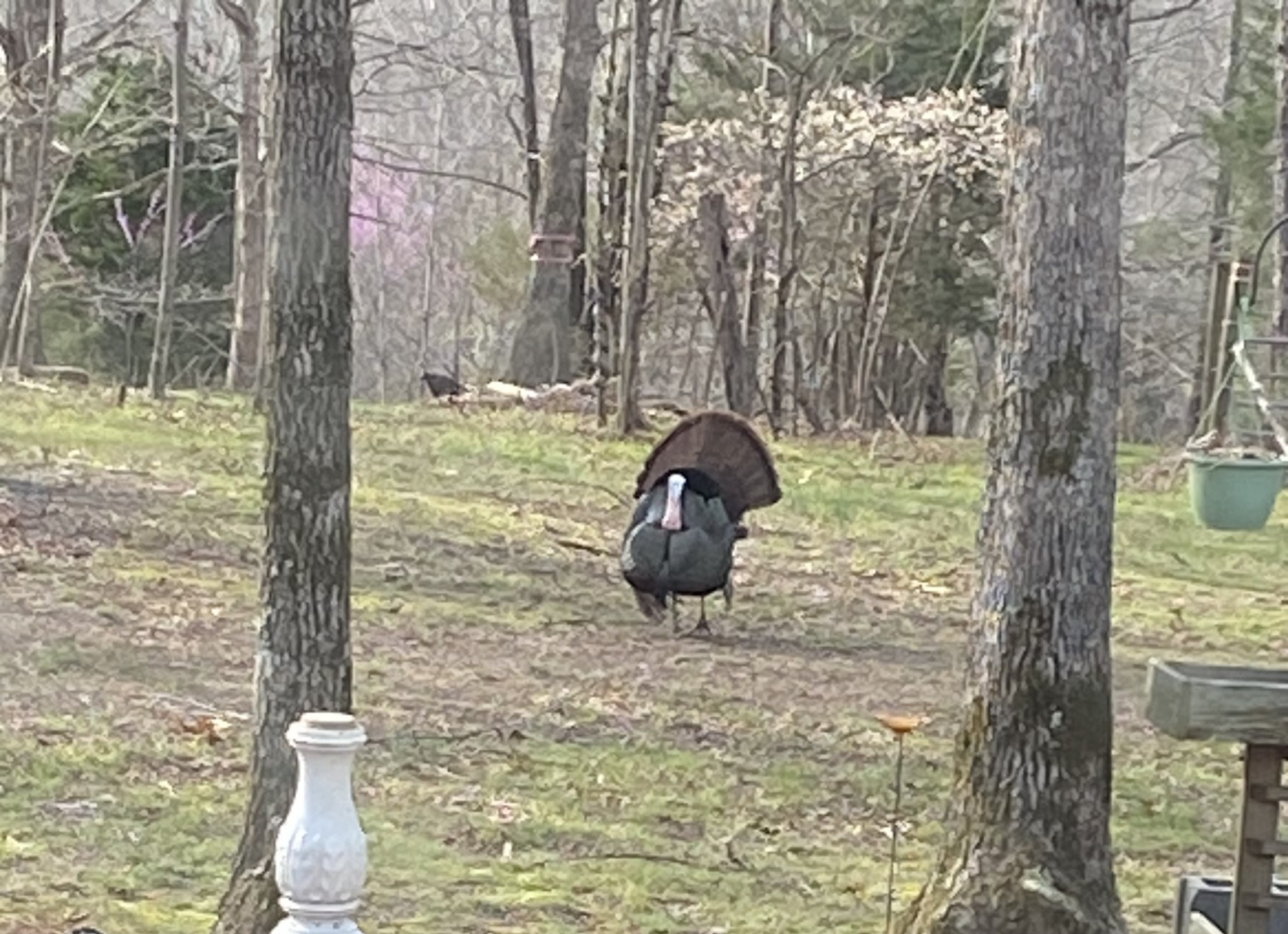 2023 Wayland Springs Rd