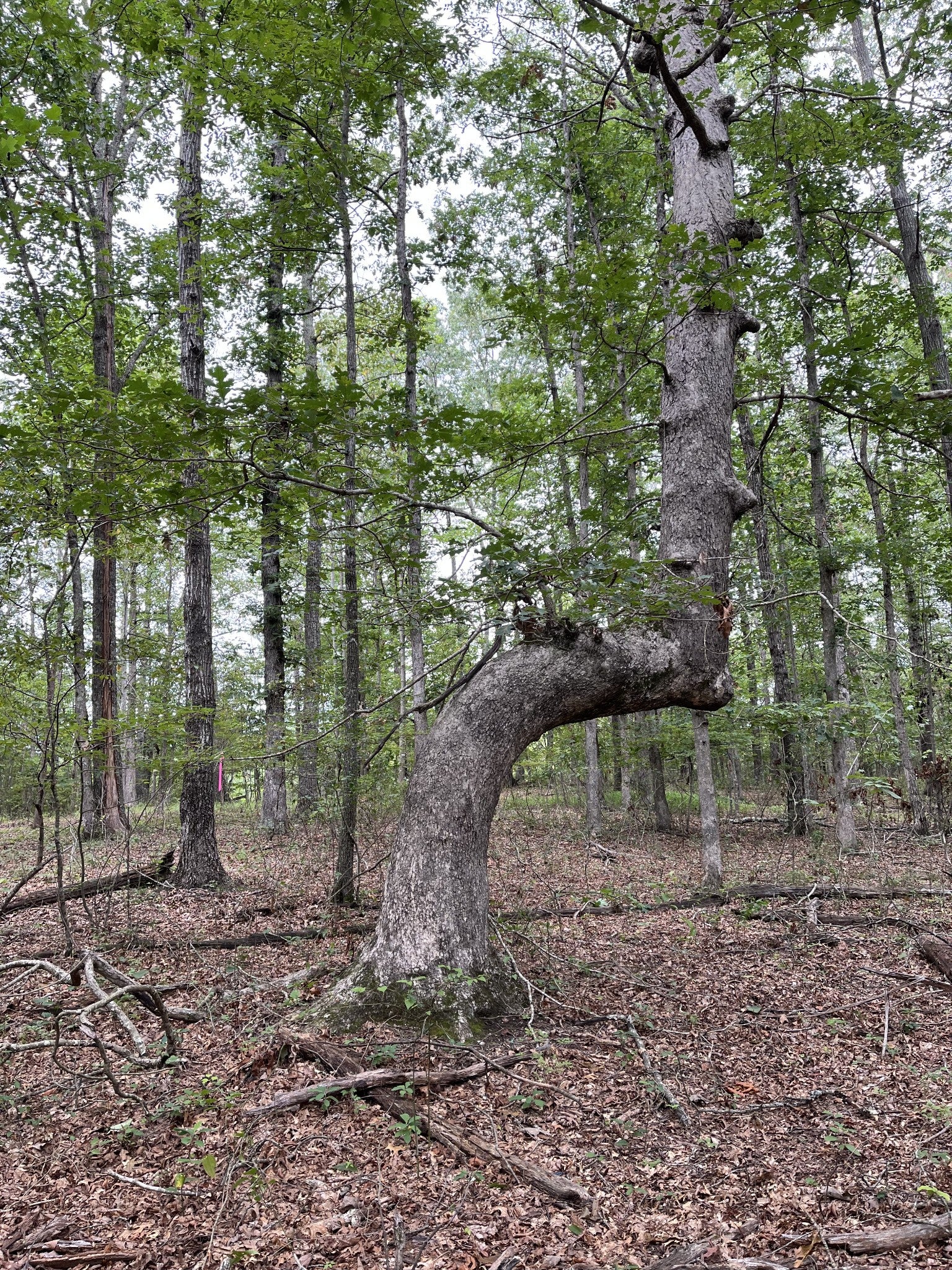 Photo 1 of 3 — 205 Blackberry Farm Rd W, Monteagle, TN 37356