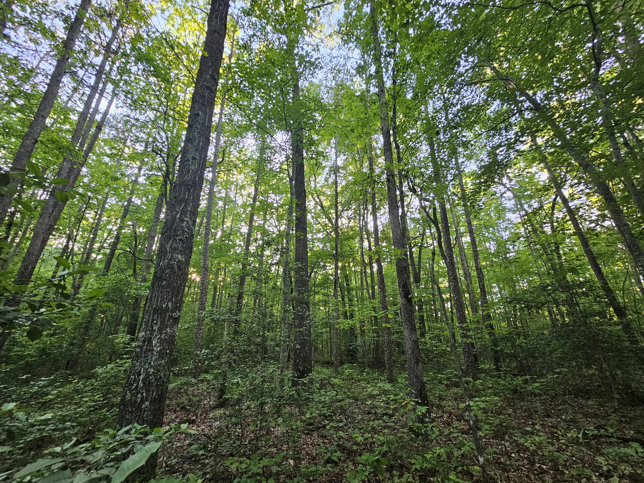 3 Woodfern Ln