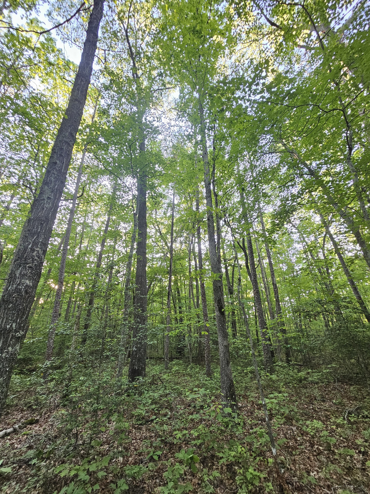 3 Woodfern Ln