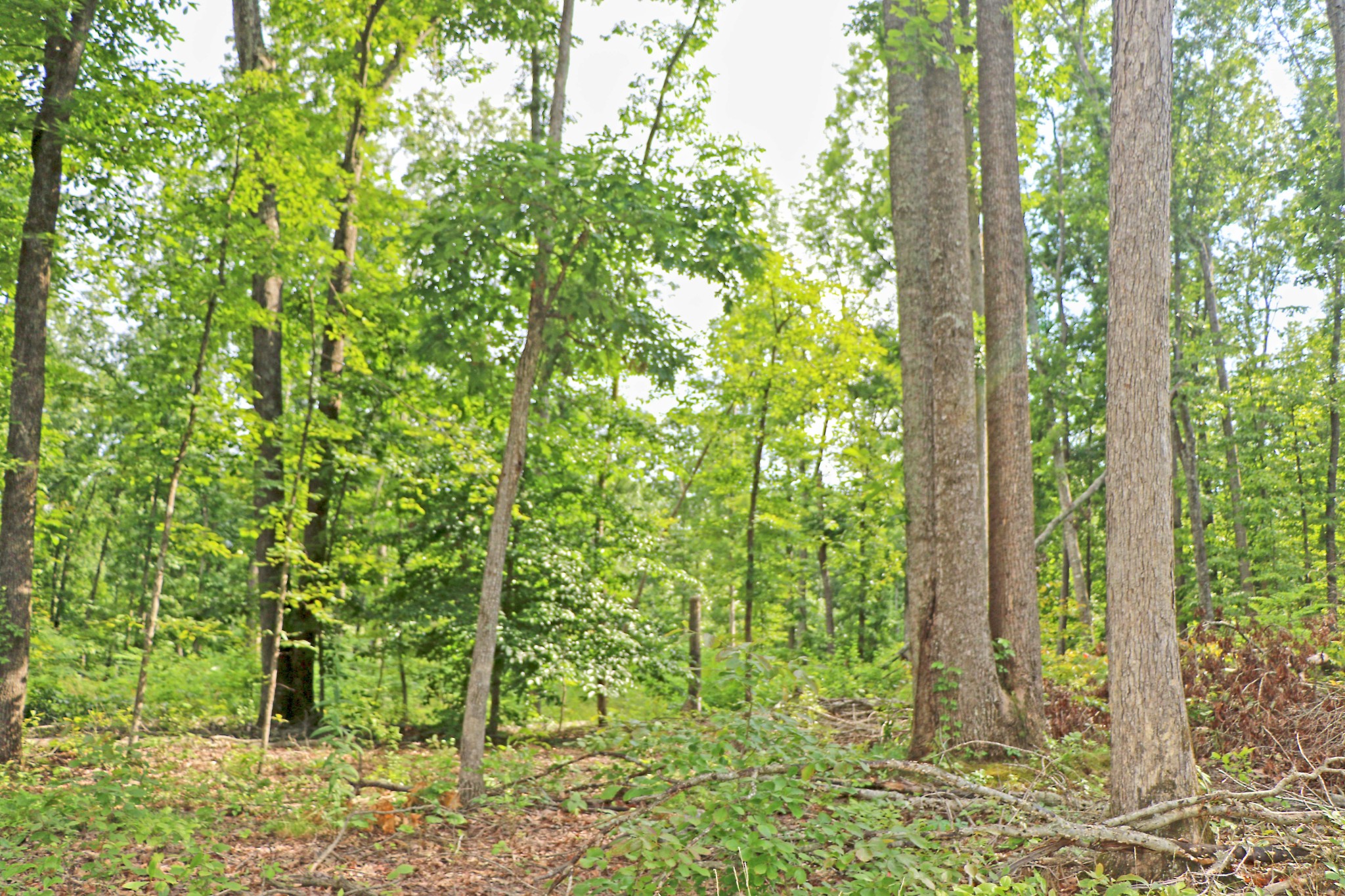 0 Bell Hollow Rd