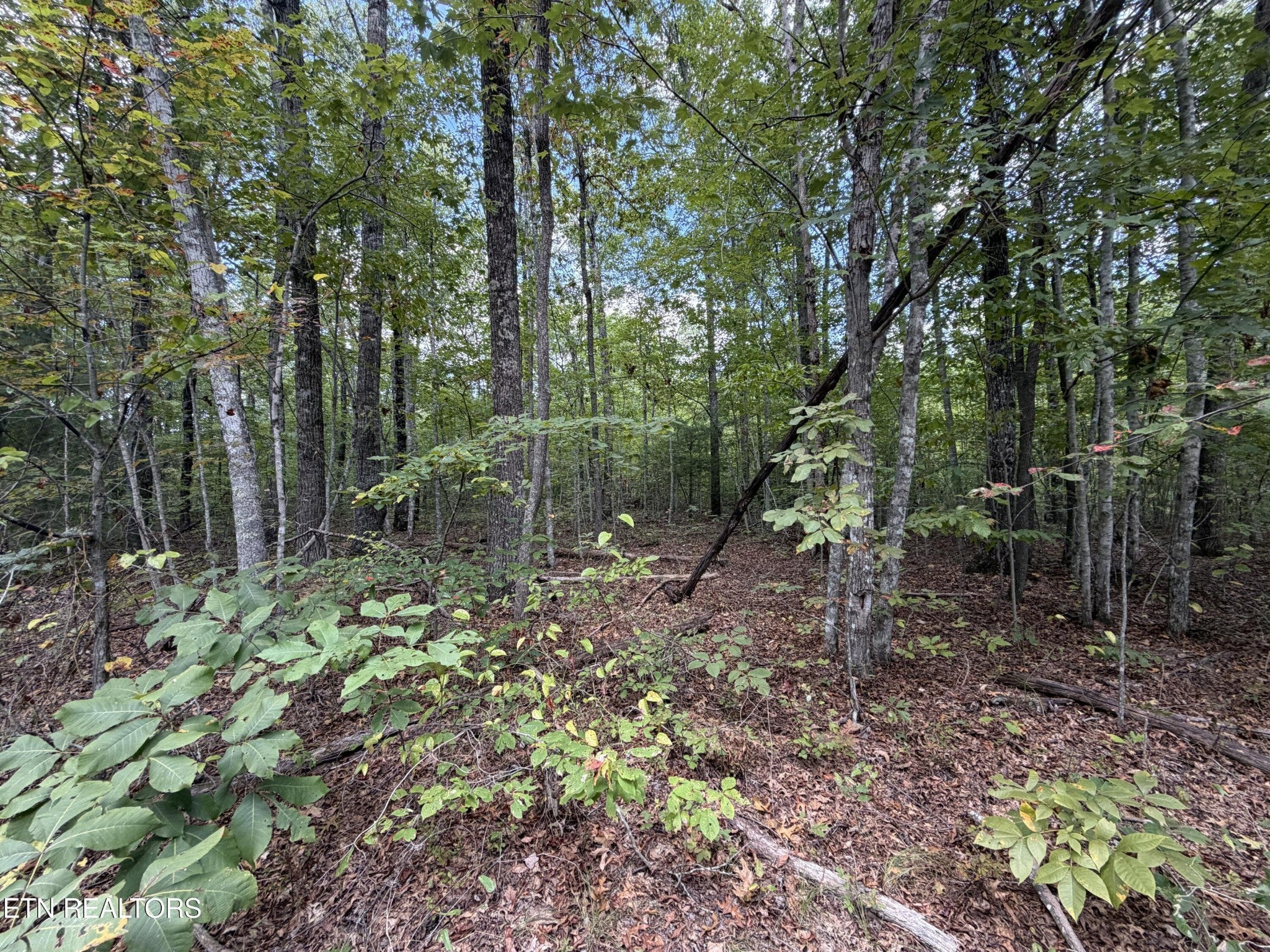 806 Horse Creek Rd