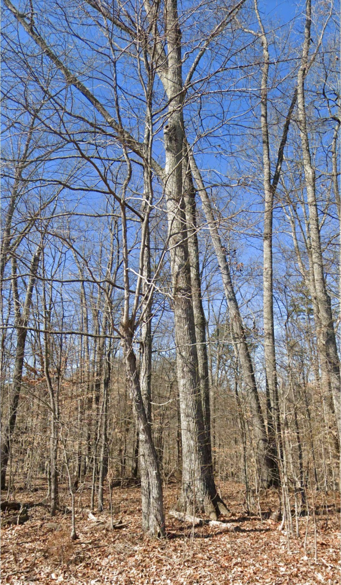 28 Madeline Ln