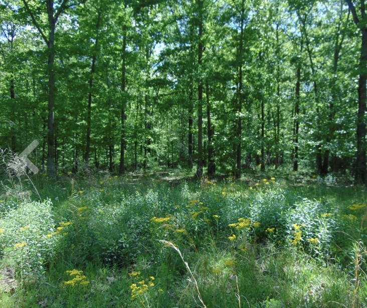 139 Lost Arrowhead Rd