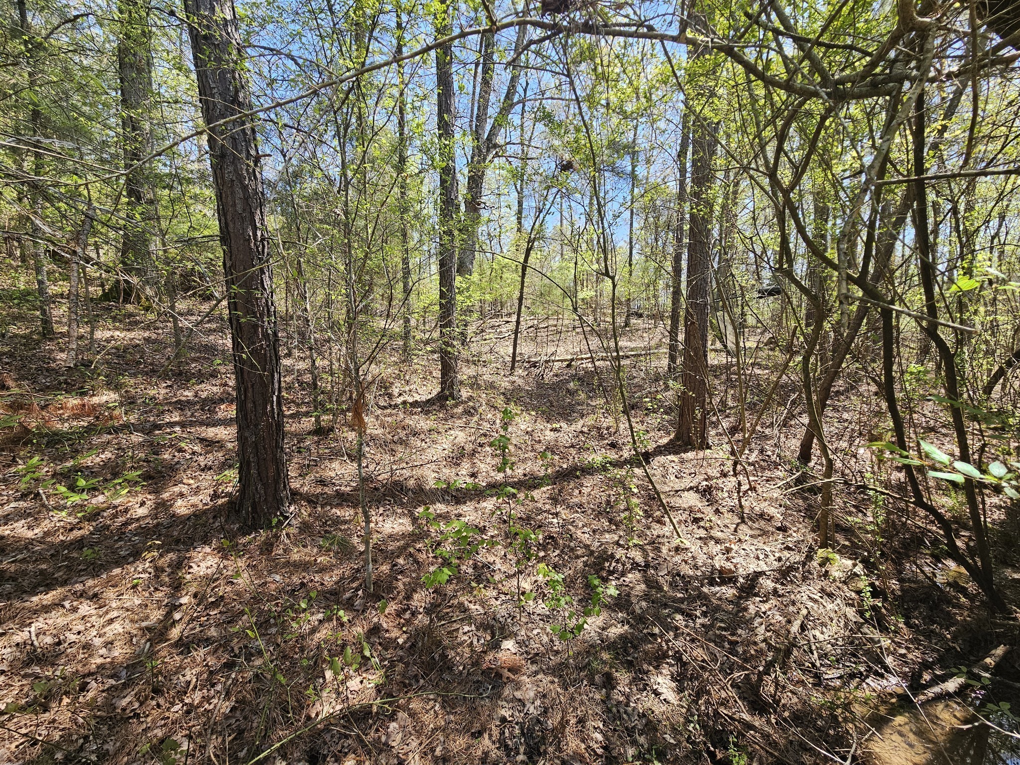 5005 Bunches Chapel Rd