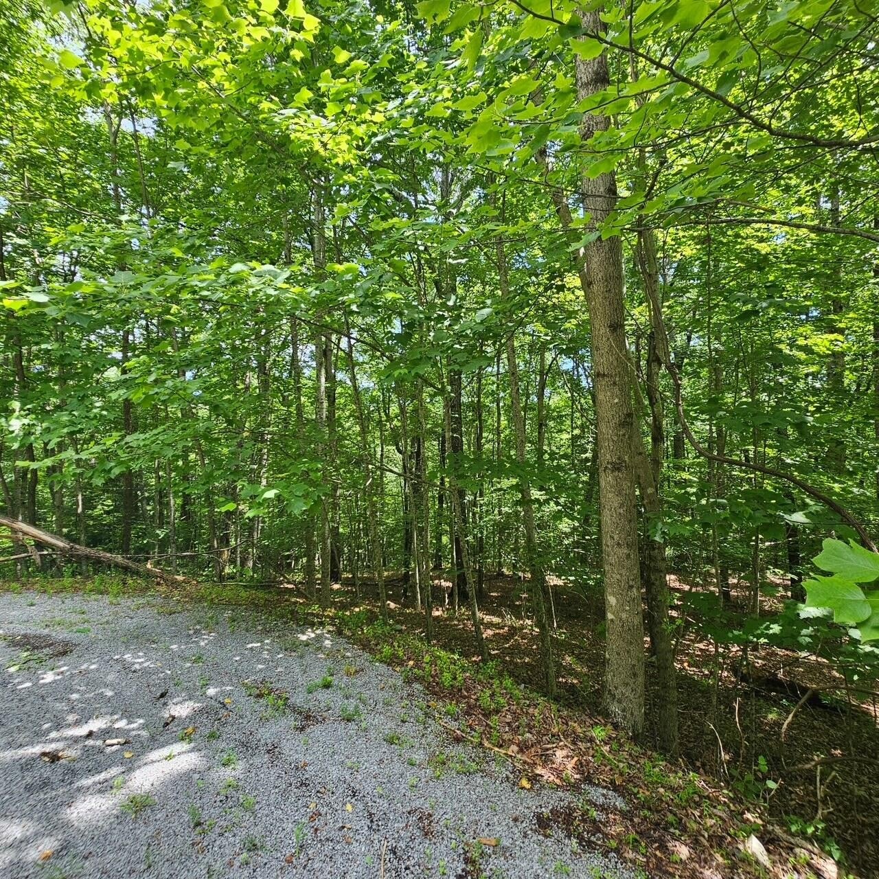 555 Oak Leaf Lane