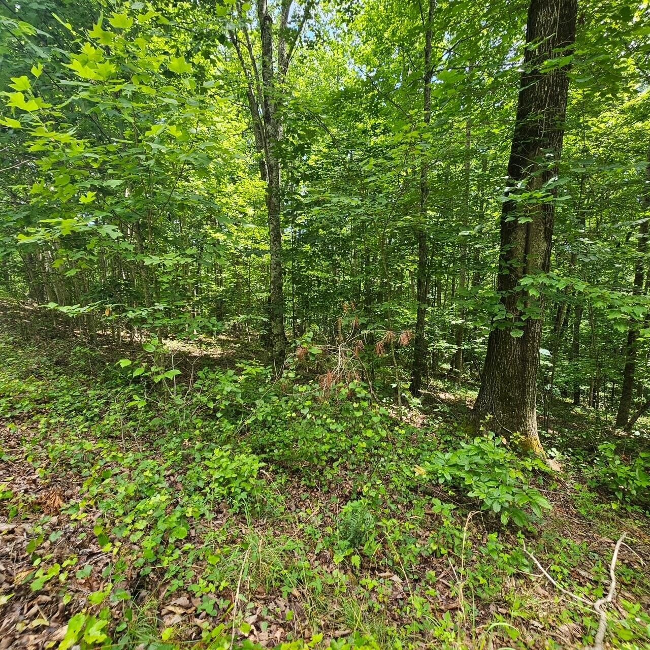 555 Oak Leaf Lane