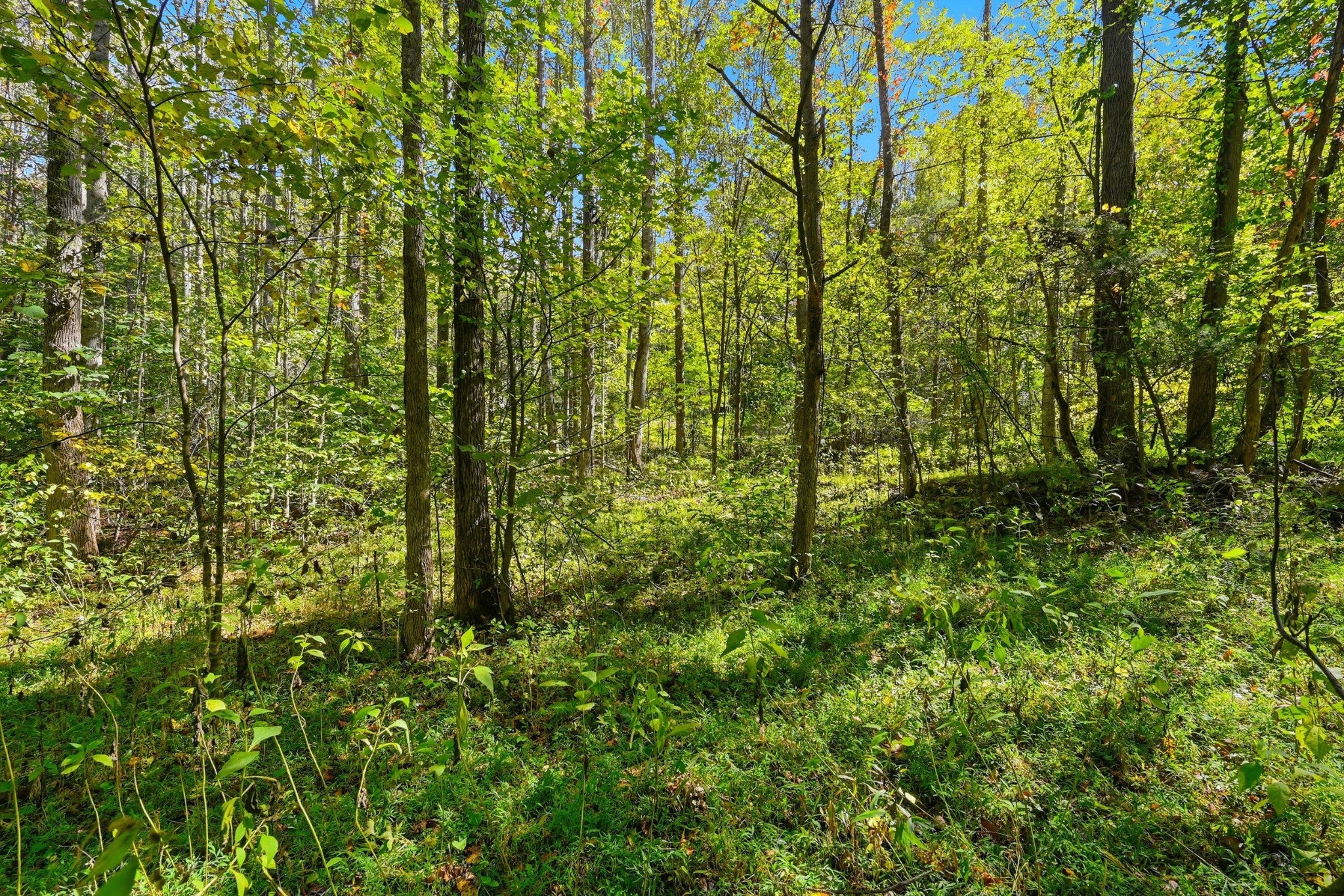 0 Timber Lake Drive