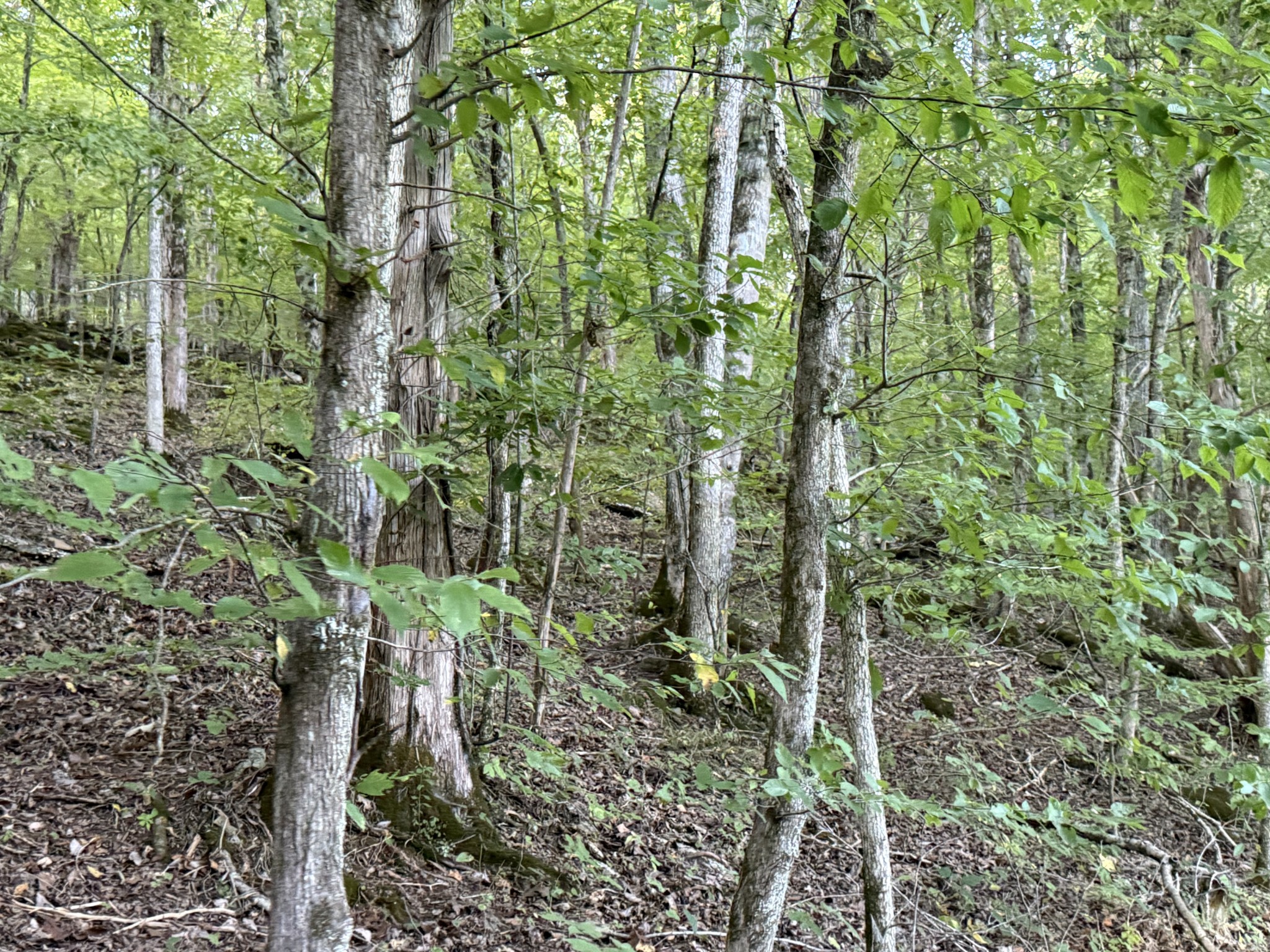 0 Davis Hollow Rd