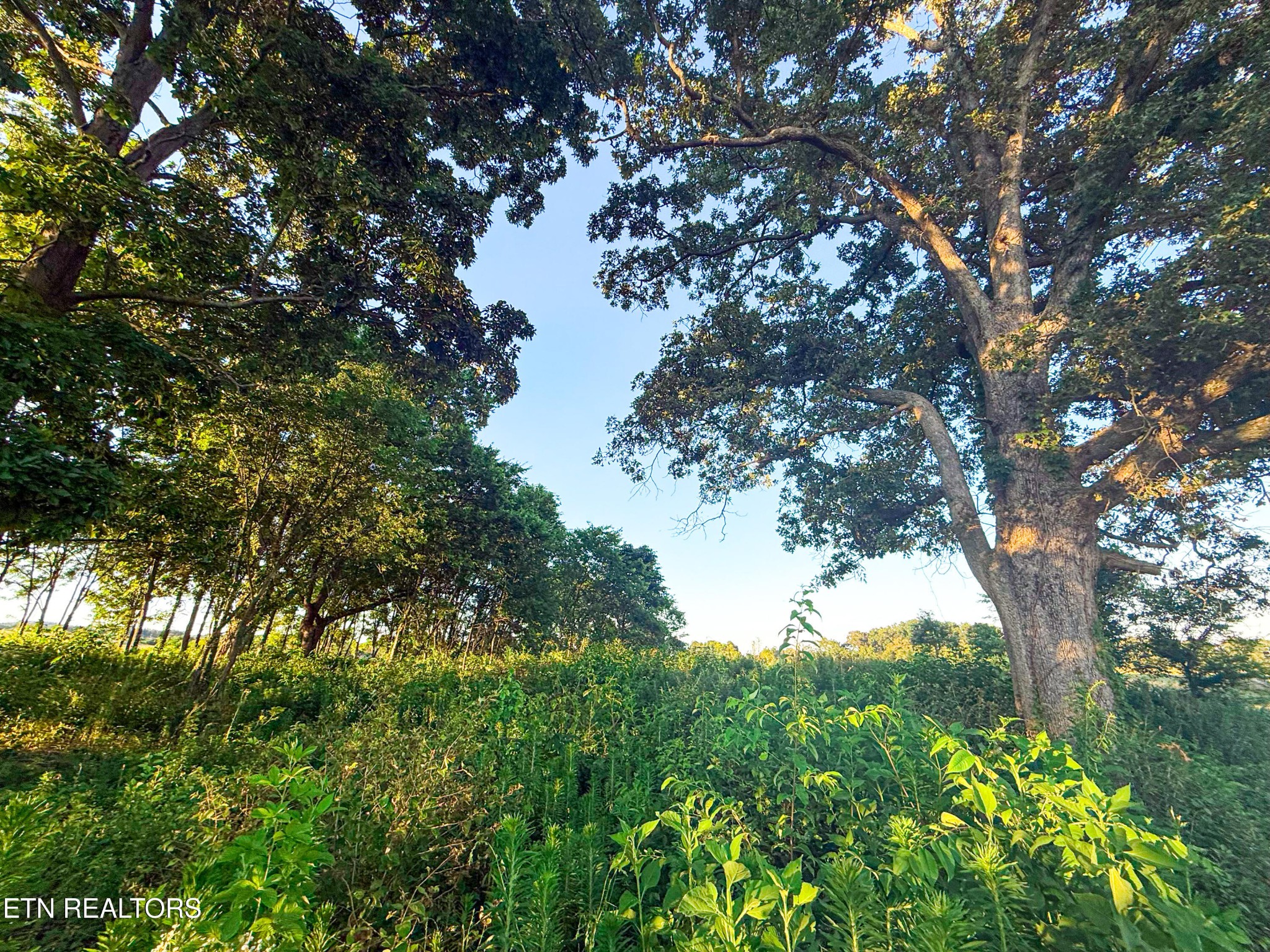 0 Lot 19 Summerset Drive