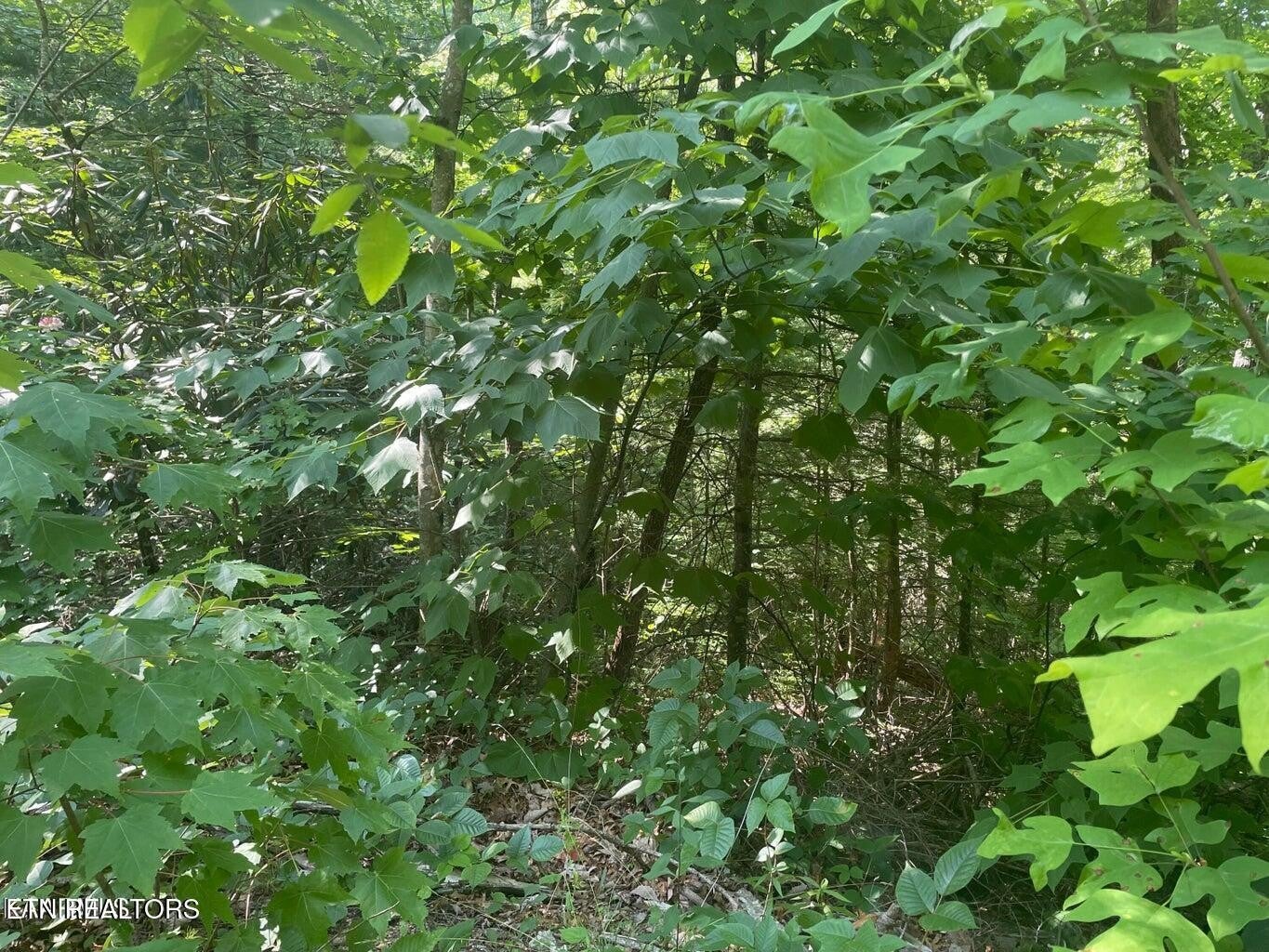 71 Hazelnut Lane