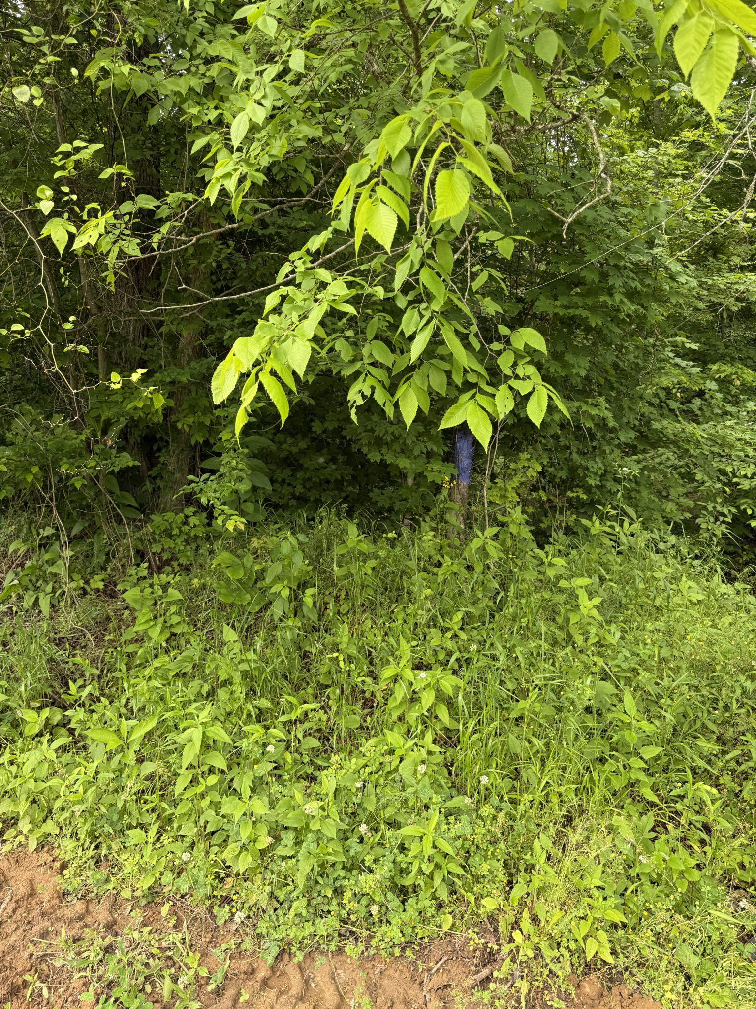 265 Lantern Ln