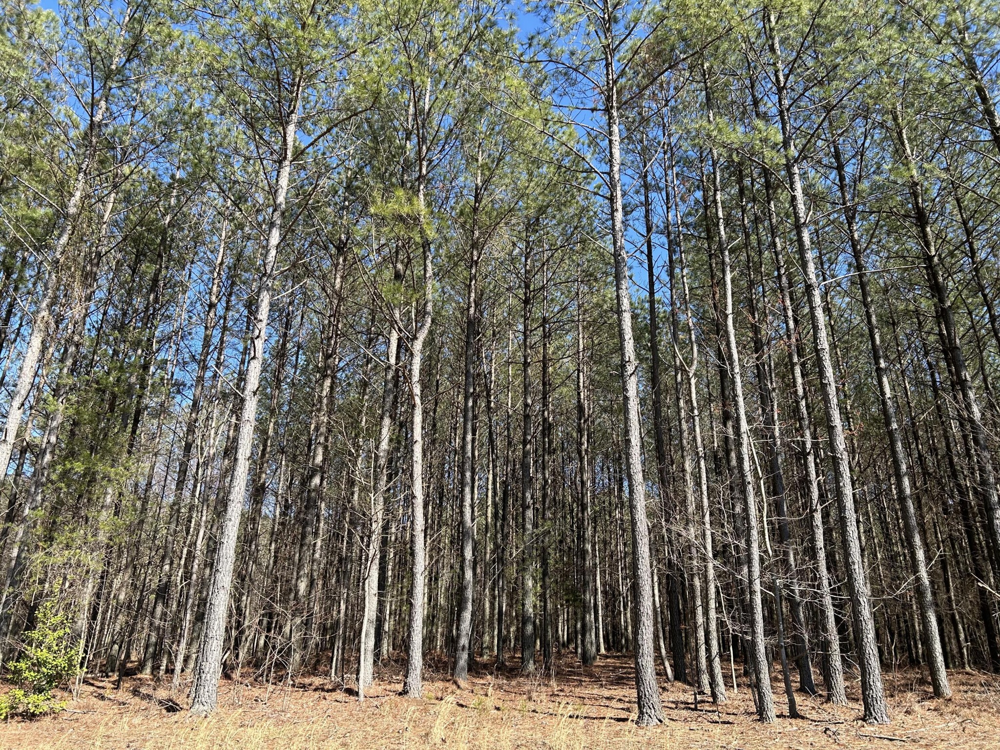 4210 Raulston Fls Road