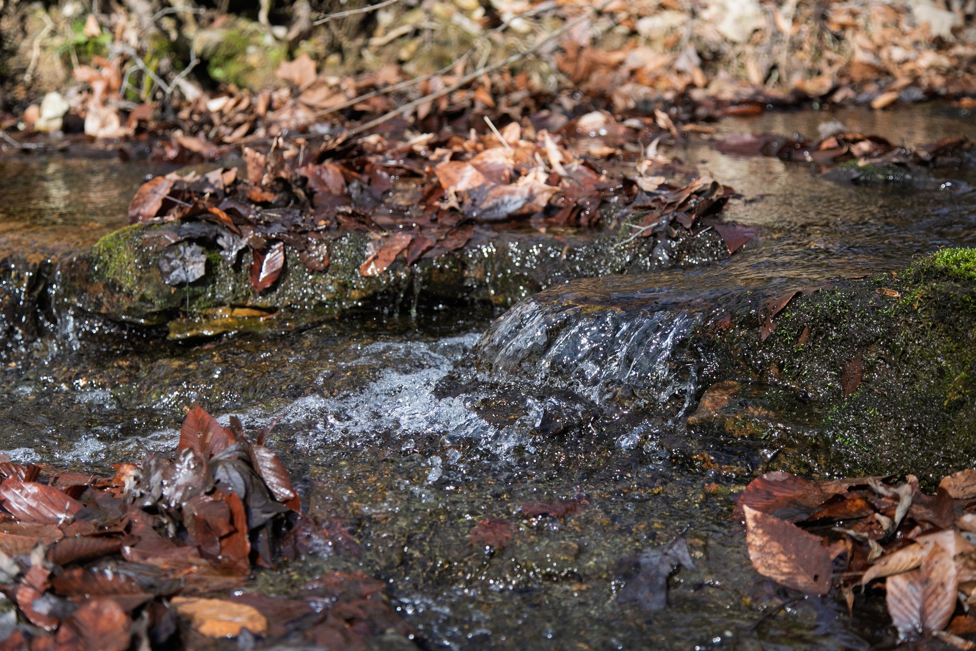 10001 Davis Branch Rd