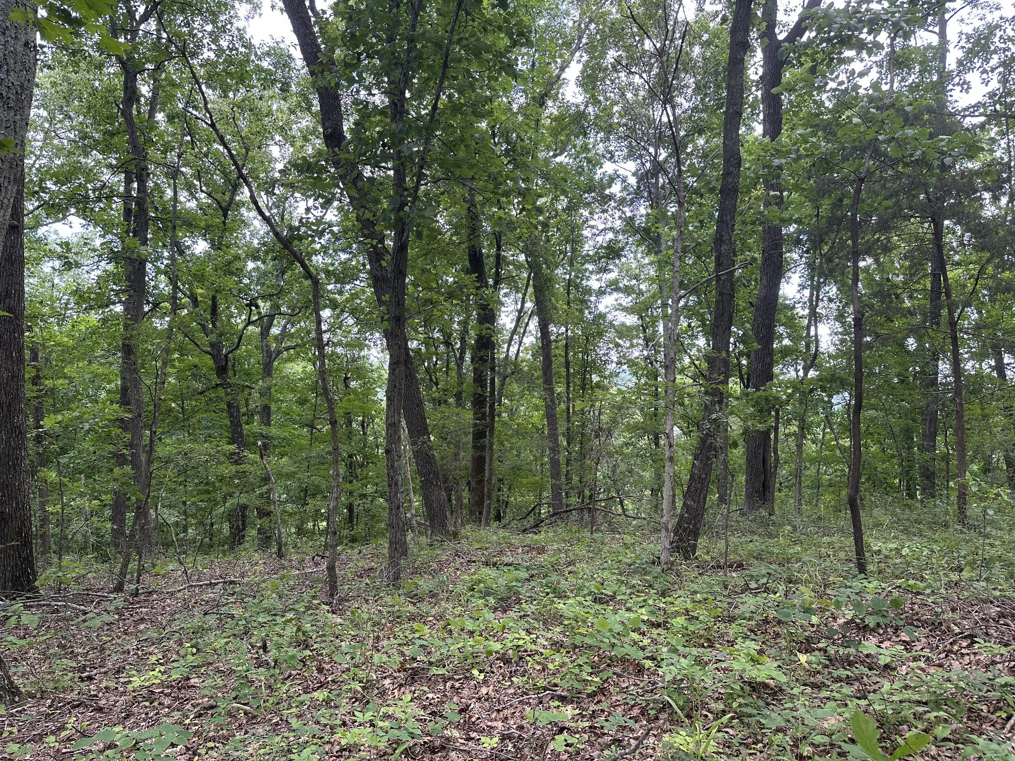220 Selah Pvt Path